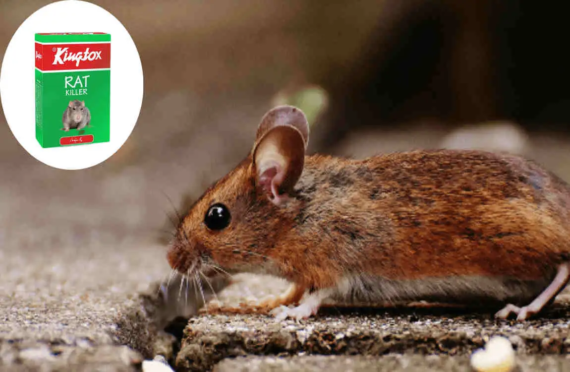 are mice in house common