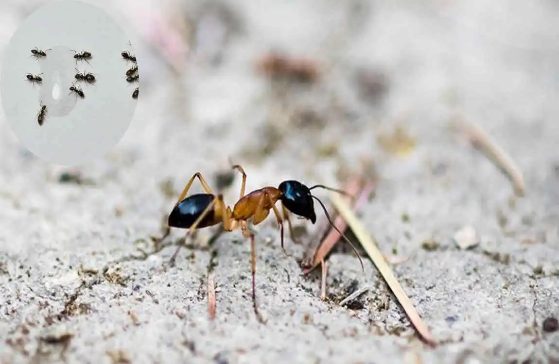 are odorous house ants dangerous