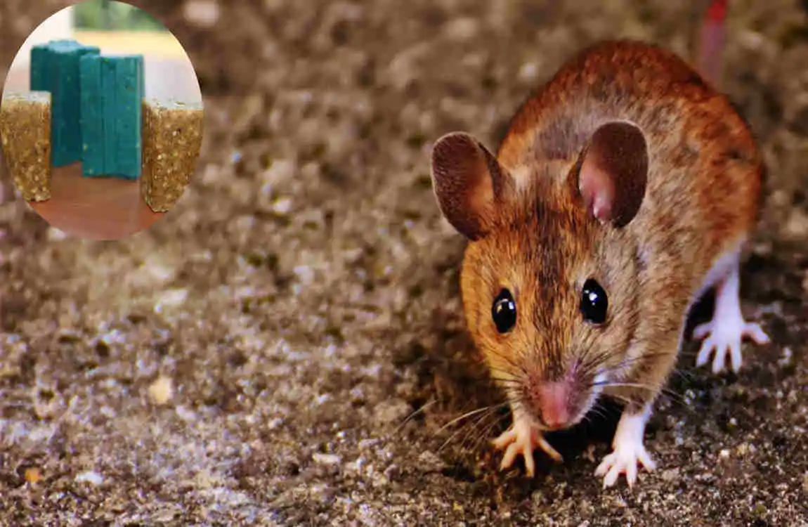 are mice in house common