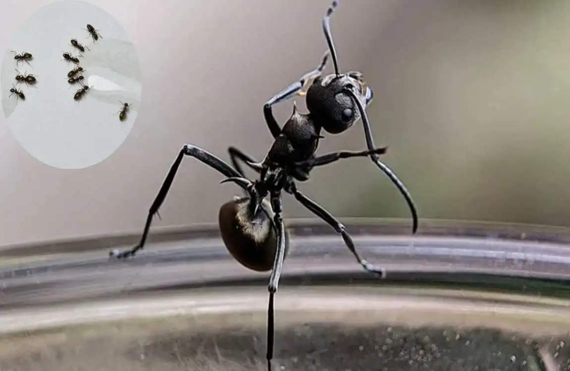 are odorous house ants dangerous