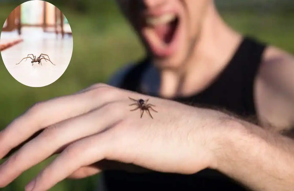 are house spiders dangrous