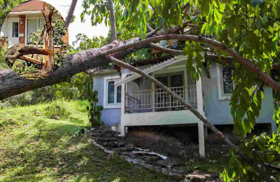 are you responsible if your tree falls on neighbor's house