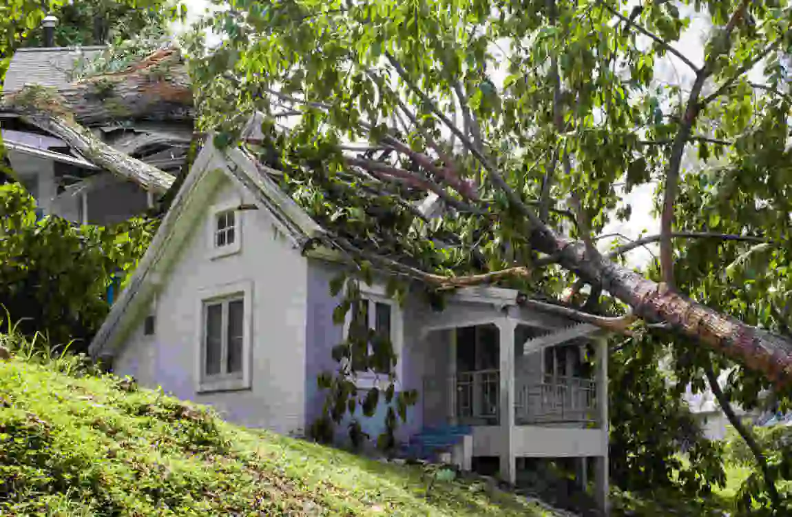 are you responsible if your tree falls on neighbor's house