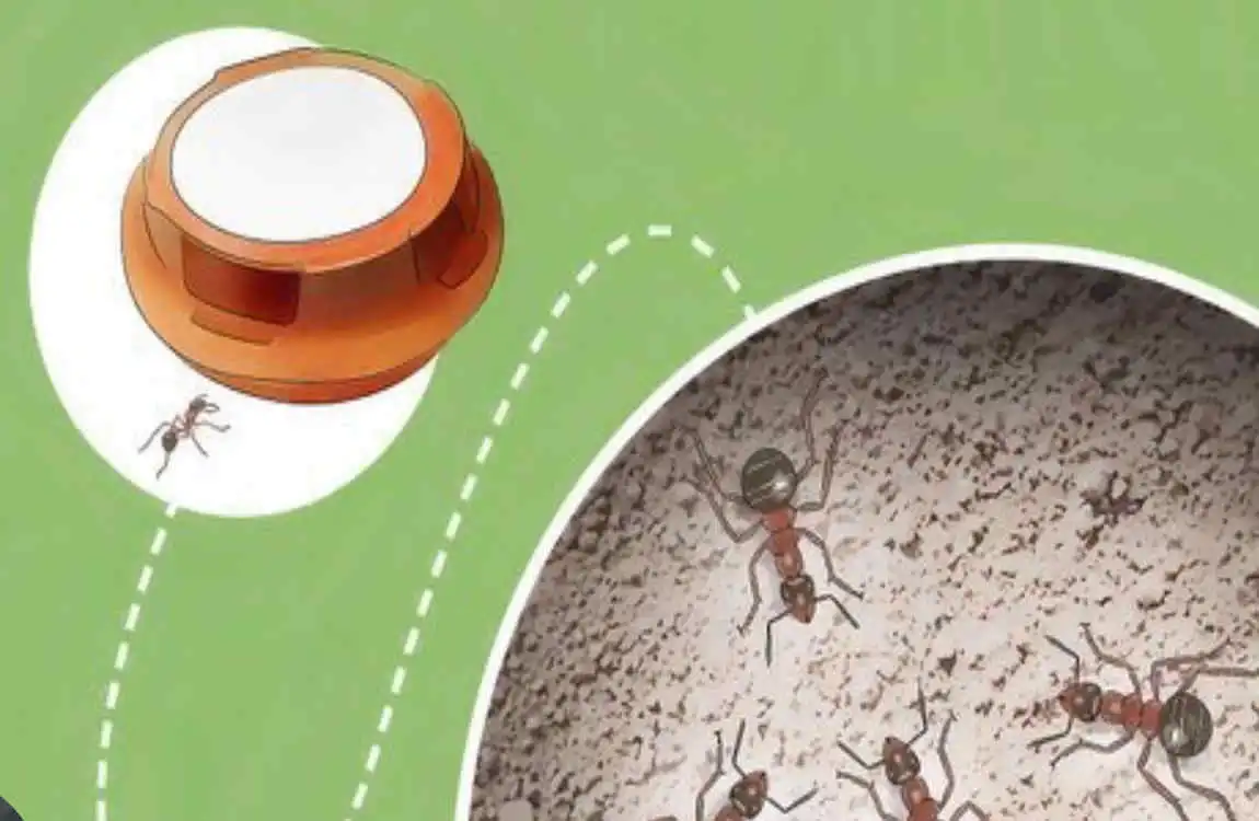 are house ants dangerous