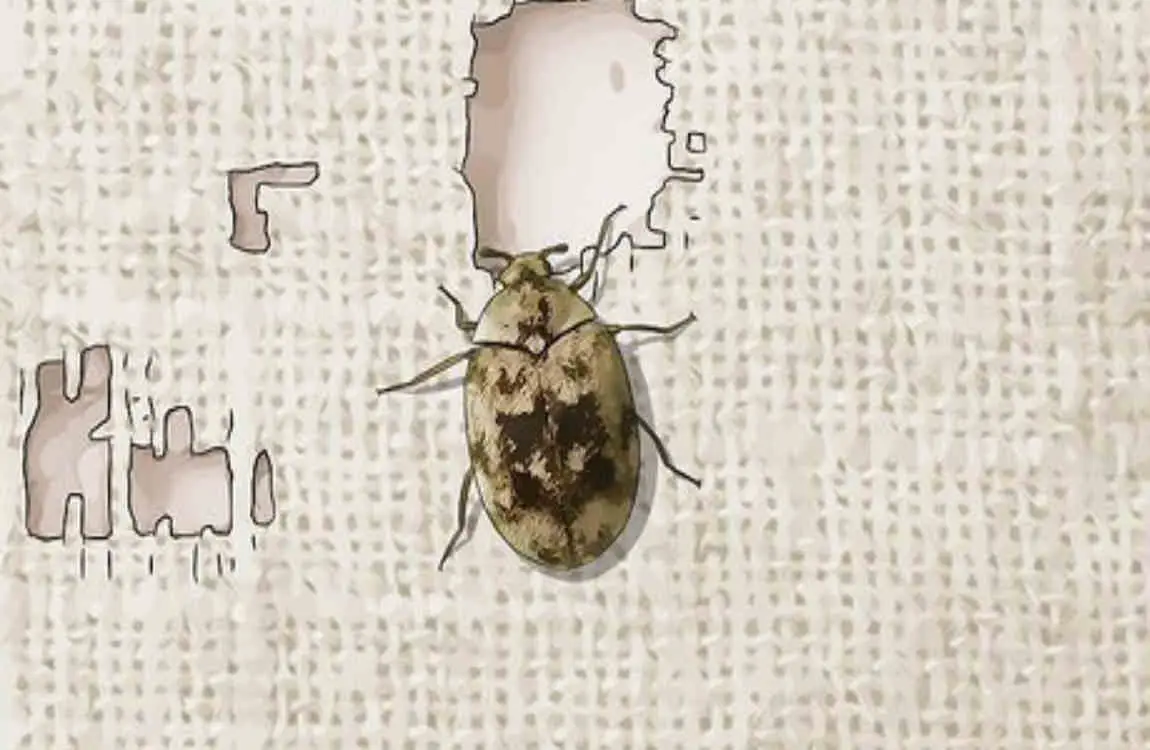 why is there beetles in my house