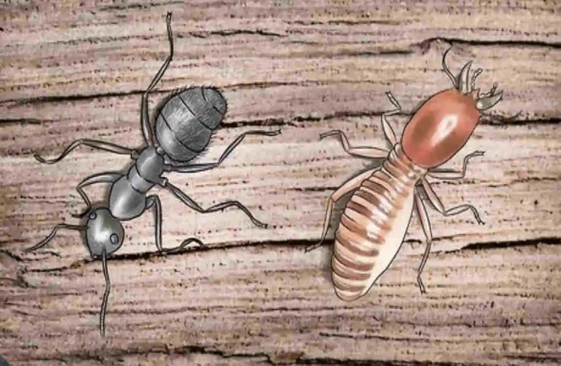 are house ants dangerous