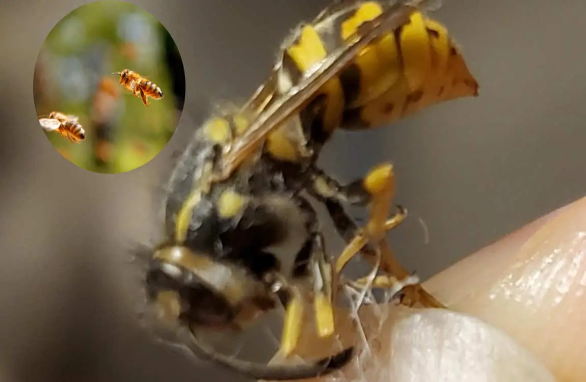 why do bees fly into my house