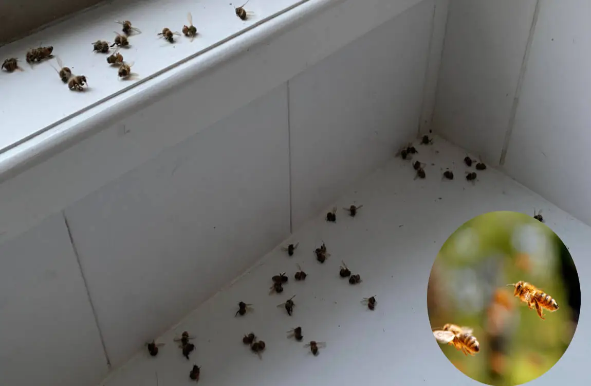 why do bees fly into my house