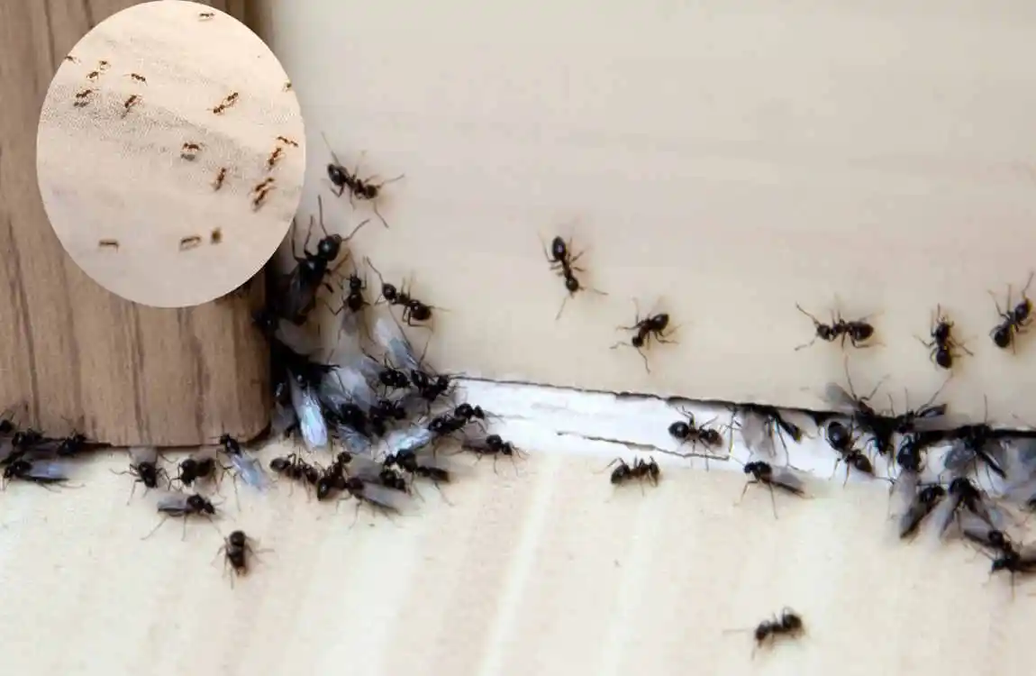 how to get rid of tiny ants inside house