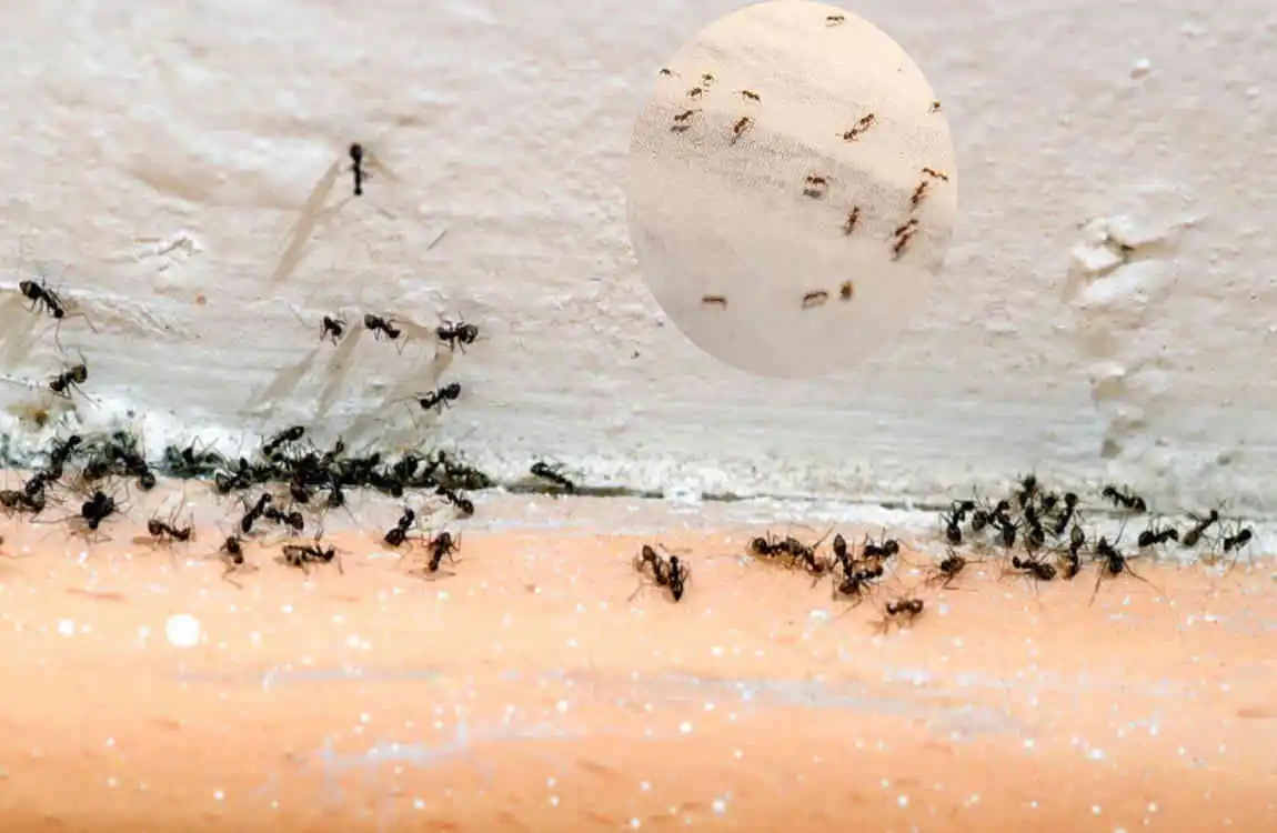 how to get rid of tiny ants inside house