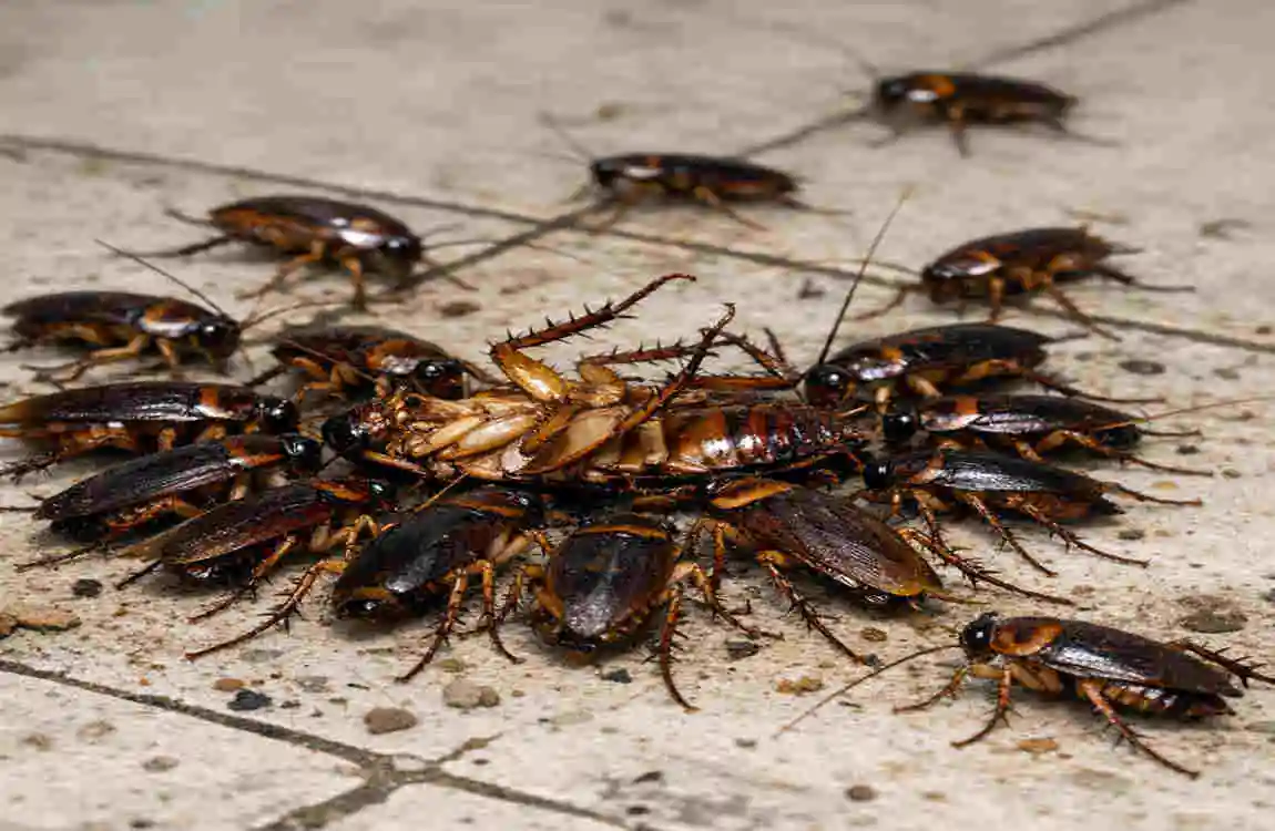 Do Dead Roaches Bring More Roaches?