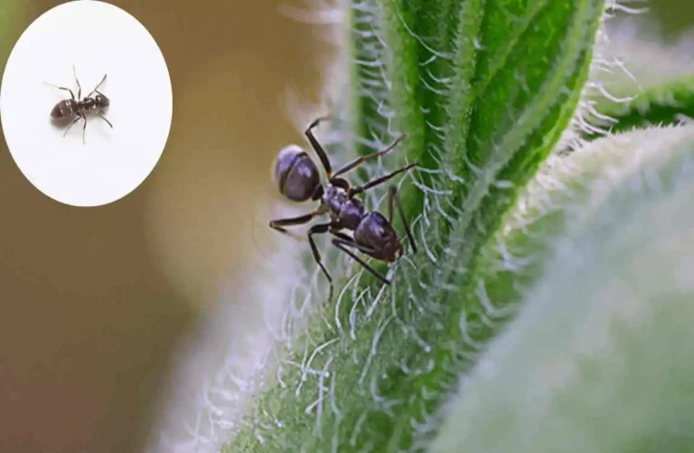 are odorous house ants dangerous