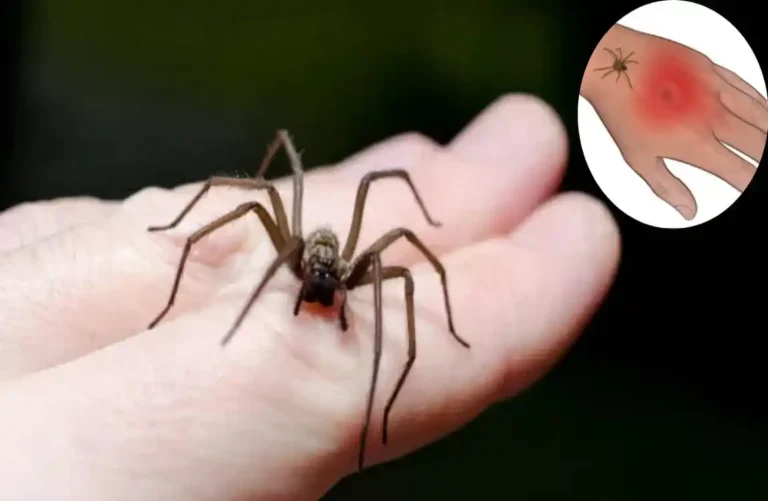 are house spiders dangrous