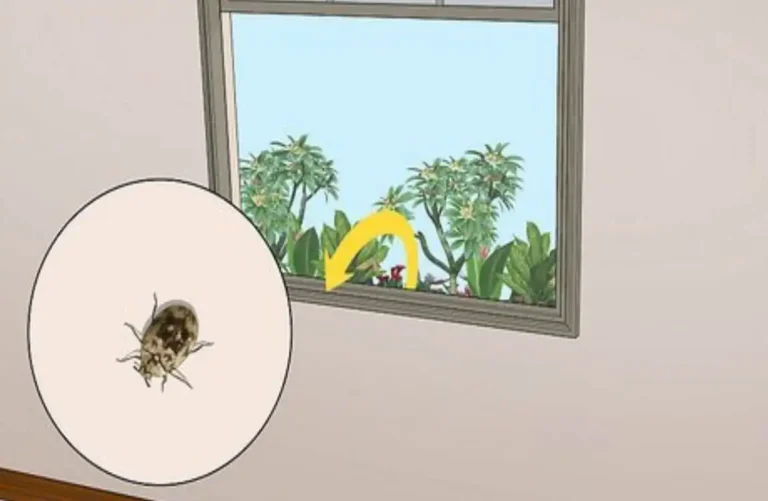 why is there beetles in my house