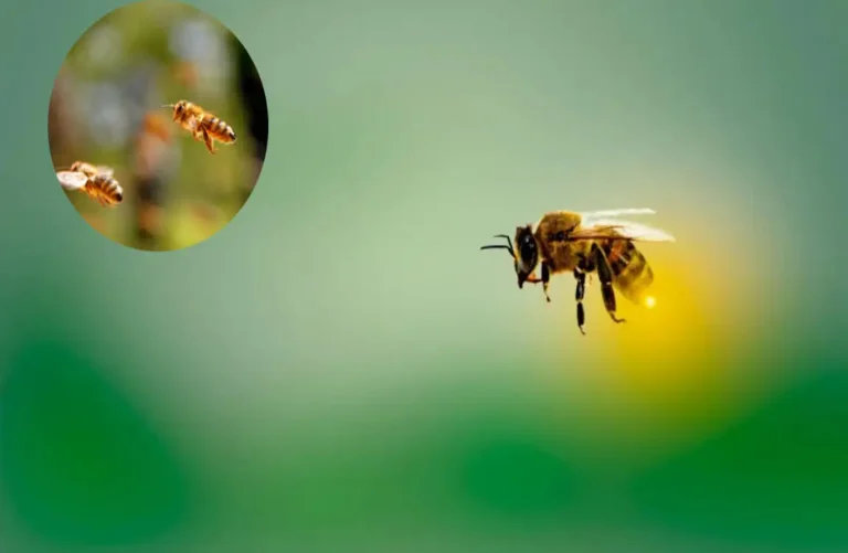 Why Do Bees Fly Into My House? Causes & Solutions why do bees fly into my house